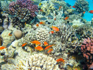 Kızıl Deniz 'in mercan resiflerindeki deniz altınları.