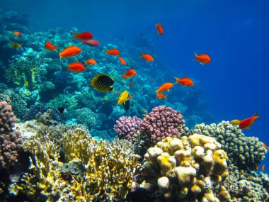 Kızıl Deniz 'in mercan resiflerindeki deniz altınları.