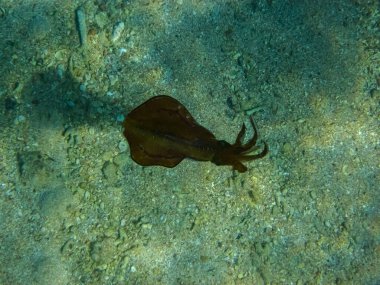 Mısır kıyılarındaki Kızıl Deniz 'deki mürekkep balığı.