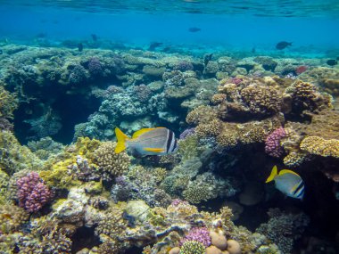 Kızıldeniz 'in mercan resiflerindeki Acanthopagrus bifasciatus veya Yellowband deniz kabuğu
