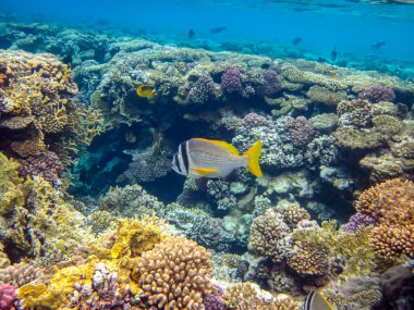 Kızıldeniz 'in mercan resiflerindeki Acanthopagrus bifasciatus veya Yellowband deniz kabuğu