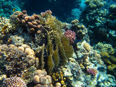 Kızıl Deniz 'in mercan kayalıklarında yaşayan güzel deniz sakinleri.