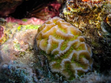 Kızıl Deniz 'in mercan kayalıklarında yaşayan güzel deniz sakinleri.