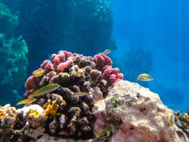 Kızıl Deniz 'in mercan kayalıklarında yaşayan güzel deniz sakinleri.