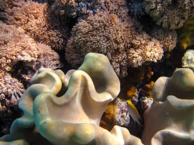 Kızıl Deniz 'in mercan kayalıklarında yaşayan güzel deniz sakinleri.