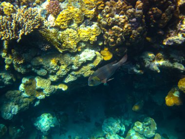 Kızıl Deniz 'in mercan kayalıklarında yaşayan güzel deniz sakinleri.