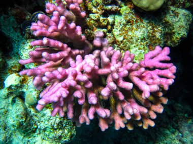 Kızıl Deniz 'in mercan kayalıklarında yaşayan güzel deniz sakinleri.