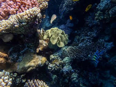 Kızıl Deniz 'in mercan kayalıklarında yaşayan güzel deniz sakinleri.