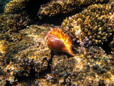 Kızıl Deniz 'in mercan kayalıklarında yaşayan güzel deniz sakinleri.
