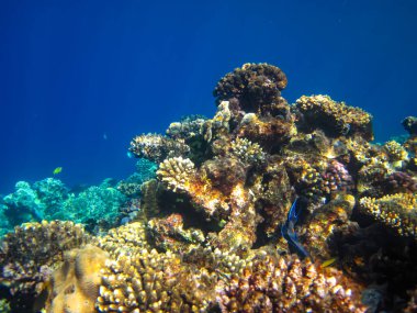 Kızıl Deniz 'in mercan kayalıklarında yaşayan güzel deniz sakinleri.