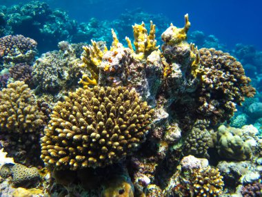 Kızıl Deniz 'in mercan kayalıklarında yaşayan güzel deniz sakinleri.