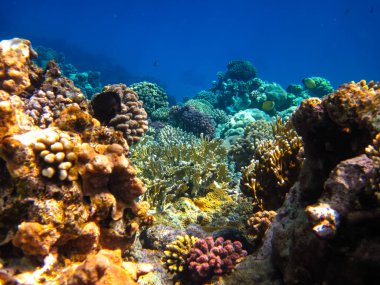 Kızıl Deniz 'in mercan kayalıklarında yaşayan güzel deniz sakinleri.