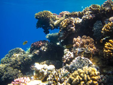 Kızıl Deniz 'in mercan kayalıklarında yaşayan güzel deniz sakinleri.