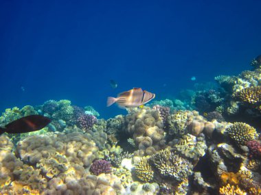 Kızıl Deniz 'in mercan kayalıklarında yaşayan güzel deniz sakinleri.