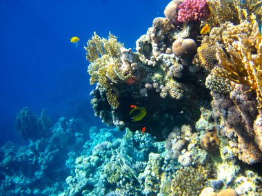 Kızıl Deniz 'in mercan kayalıklarında yaşayan güzel deniz sakinleri.