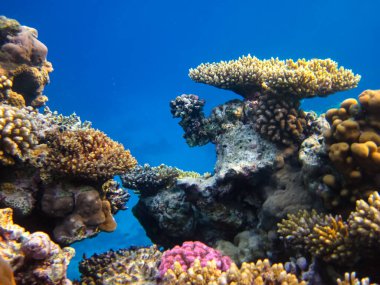 Kızıl Deniz 'in mercan kayalıklarında yaşayan güzel deniz sakinleri.