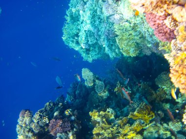 Kızıl Deniz 'in mercan kayalıklarında yaşayan güzel deniz sakinleri.