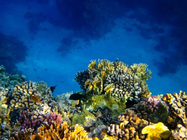 Kızıl Deniz 'in mercan kayalıklarında yaşayan güzel deniz sakinleri.