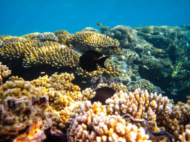 Kızıl Deniz 'in mercan kayalıklarında yaşayan güzel deniz sakinleri.
