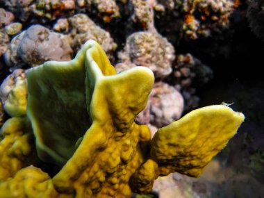 Kızıl Deniz 'in mercan kayalıklarında yaşayan güzel deniz sakinleri.