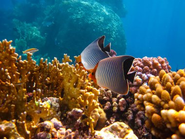 Kızıl Deniz 'in mercan kayalıklarında yaşayan güzel deniz sakinleri.