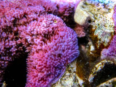 Kızıl Deniz 'in mercan kayalıklarında yaşayan güzel deniz sakinleri.