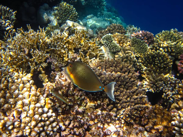 Kızıl Deniz 'in mercan kayalıklarında yaşayan güzel deniz sakinleri.