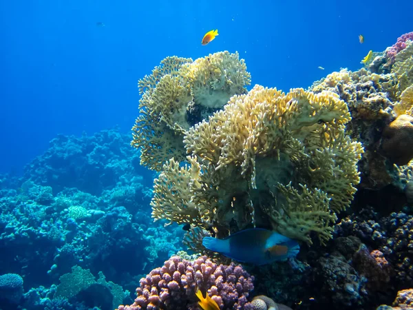Kızıl Deniz 'in mercan kayalıklarında yaşayan güzel deniz sakinleri.