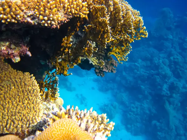 Kızıl Deniz 'in mercan kayalıklarında yaşayan güzel deniz sakinleri.