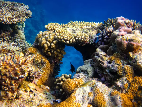 Kızıl Deniz 'in mercan kayalıklarında yaşayan güzel deniz sakinleri.