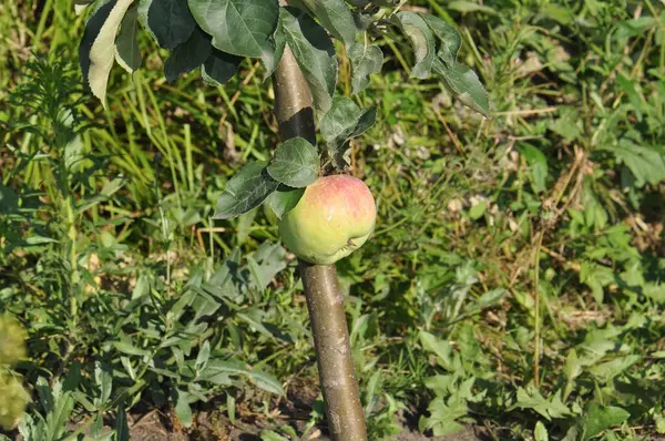 A big apple grew on a young small tree. Apple tree with an apple in the garden.