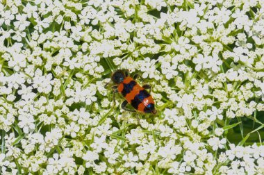 Trichodes apiarius, yaygın arı böceği ya da sıradan bir arı böceği küçük beyaz çiçeklerin üzerinde oturur.