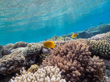 Kızıl Deniz 'in mercan kayalıklarında olağanüstü sakinler.