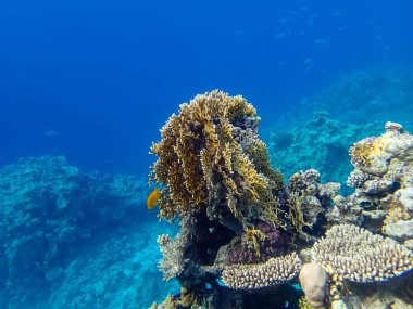 Kızıl Deniz 'in mercan kayalıklarında olağanüstü sakinler.