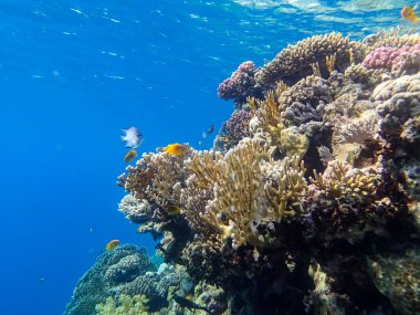 Kızıl Deniz 'in mercan kayalıklarında olağanüstü sakinler.