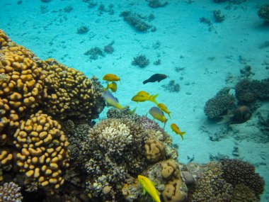 Kızıl Deniz 'in mercan kayalıklarında olağanüstü sakinler.