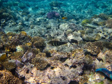 Kızıl Deniz 'in mercan kayalıklarında olağanüstü sakinler.