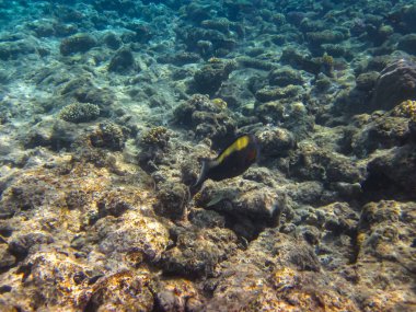 Kızıl Deniz 'in mercan kayalıklarında olağanüstü sakinler.