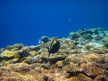 Kızıl Deniz 'in mercan kayalıklarında olağanüstü sakinler.
