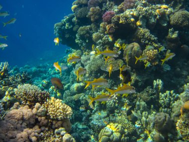 Kızıl Deniz 'in mercan kayalıklarında olağanüstü sakinler.