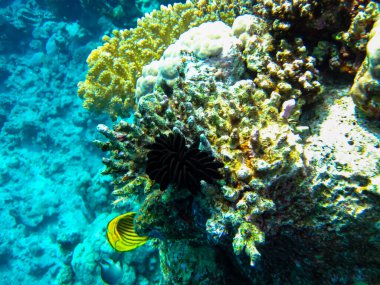 Kızıl Deniz 'in mercan kayalıklarında olağanüstü sakinler.