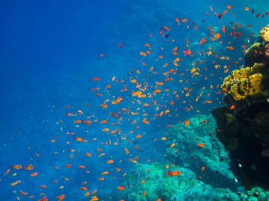 Kızıl Deniz 'in mercan kayalıklarında olağanüstü sakinler.