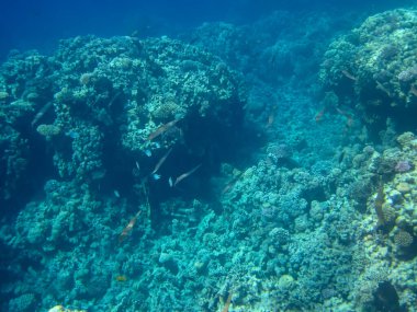 Kızıl Deniz 'in mercan kayalıklarında olağanüstü sakinler.