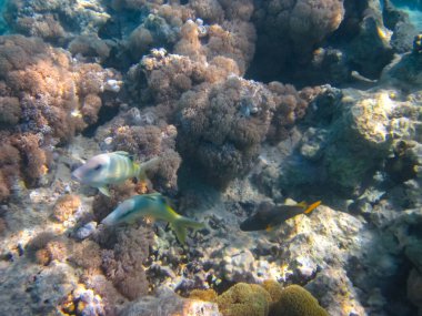 Kızıl Deniz 'in mercan resiflerinin olağanüstü güzel sakinleri.