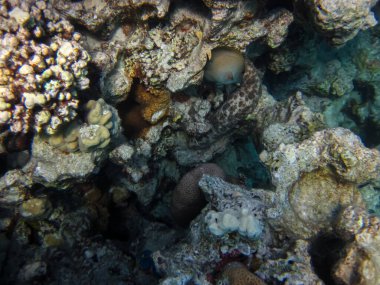 Kızıl Deniz 'in mercan resiflerinin olağanüstü güzel sakinleri.