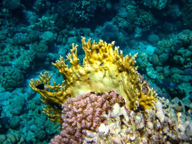 Kızıl Deniz 'in mercan resiflerinin olağanüstü güzel sakinleri.