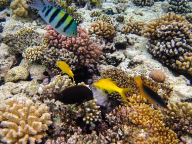 Parupeneus cyclostomus veya Kızıl Deniz mercan resifinde altın dişli tekir balığı