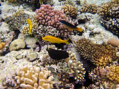 Parupeneus cyclostomus veya Kızıl Deniz mercan resifinde altın dişli tekir balığı