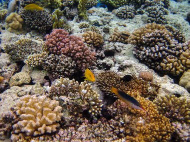 Parupeneus cyclostomus veya Kızıl Deniz mercan resifinde altın dişli tekir balığı