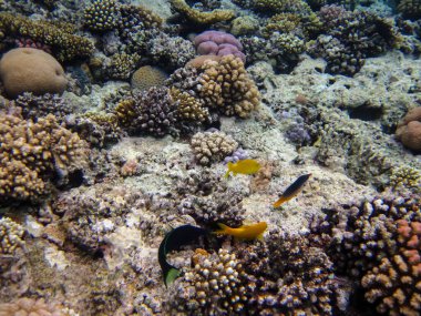 Parupeneus cyclostomus veya Kızıl Deniz mercan resifinde altın dişli tekir balığı